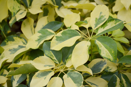 close up Umbrella tree in nature garden - schefflera arboricola
