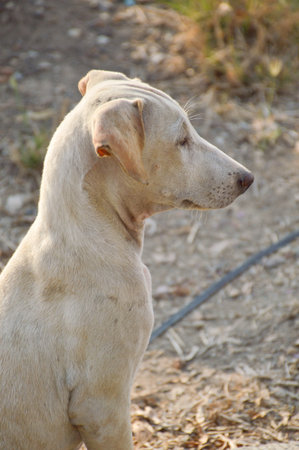 white dog