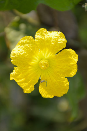Sponge Gourd flower in garden - Luffa cylindrica