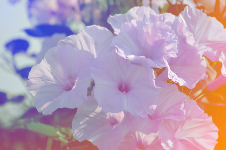 art color filter of Bush Morning Glory flower in gardenの写真素材