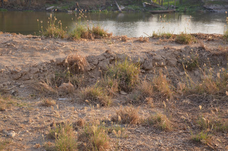 dry grass on the groundの写真素材