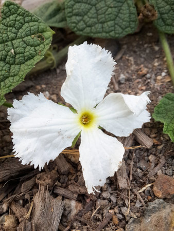 close up gymnopetalum integrifolim flower plantsの写真素材