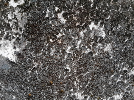 dry moss on stone textureの写真素材