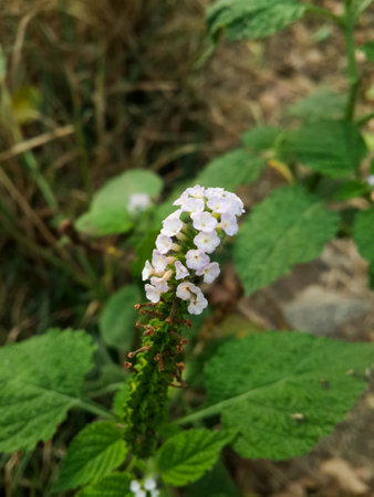 Alacransillo flower grass in garden , Heliotropium indicum L.