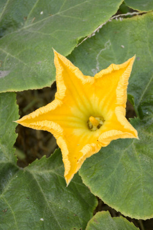 Pumpkin flowerの写真素材