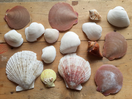 dry shell on wood floor