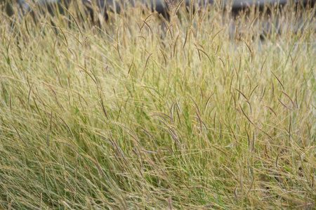 grass flower in nature garden