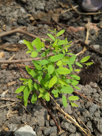 young Phyllanthus reticulatus plants on the groundの写真素材
