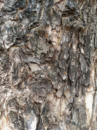 bark tree texture