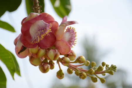 Sal flower in gardenの写真素材