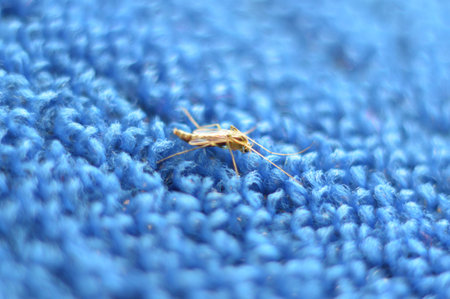 close up small insect on blue fabricの写真素材