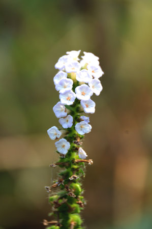 close up white Heliotropium indicum flower in nature gardenの写真素材