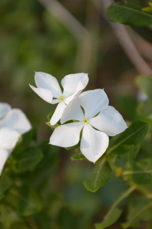 white catharanthus roseus flower in nature gardenの写真素材