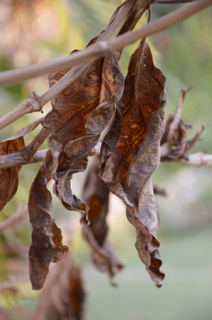 dry leaves hanging on branch treeの写真素材