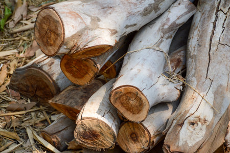 close up dry wooden logs in nature gardenの写真素材