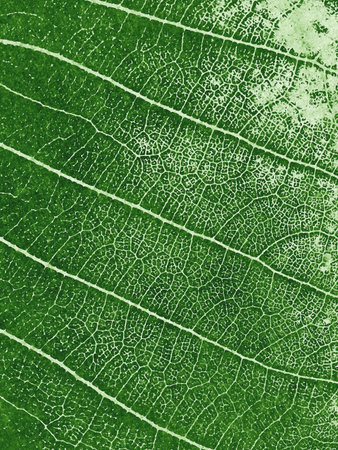 art grunge green leaves abstract pattern illustration backgroundの写真素材