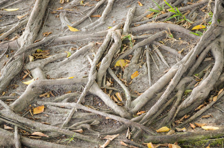 roots banyan tree in nature garden