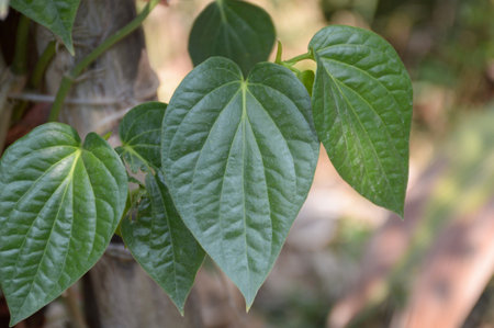 fresh green Betel Piper leaves in nature gardenの写真素材