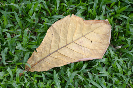 dry leaves on green grassの写真素材