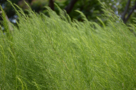 fresh green Asparagus racemosus plants in nature gardenの写真素材