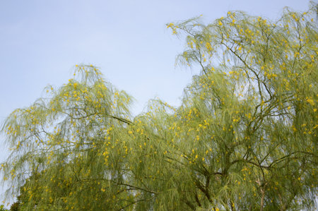 Khasiya Pine tree in nature gardenの写真素材