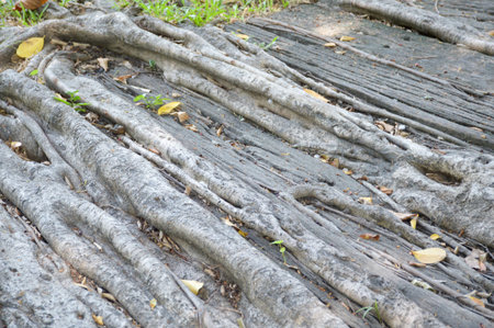 roots banyan tree on the ground
