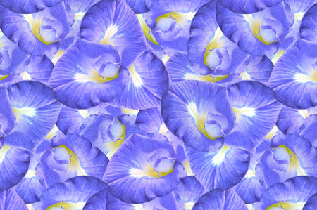 Clitoria ternatea flower pattern backgroundの写真素材