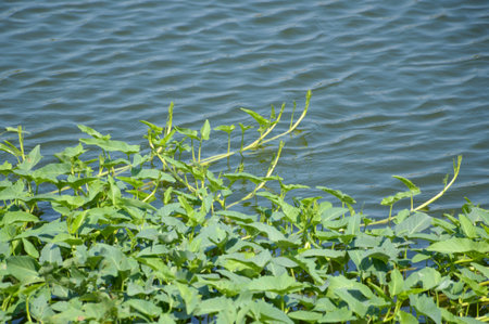 Ipomcea aquatica Forsk plants