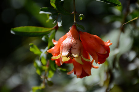 close up Punica granatum flower in nature gardenの写真素材
