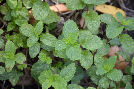 close up kitchen mint plants in nature gardenの写真素材