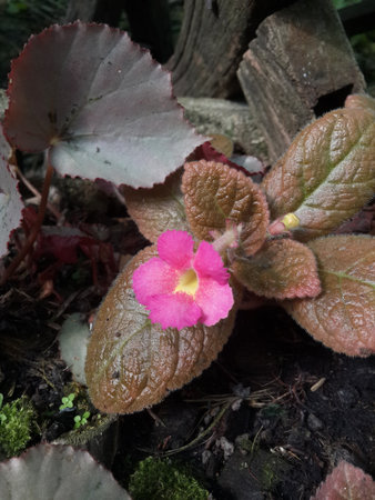flame violet flower in nature gardenの写真素材