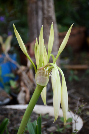 Crinum moorei flower in nature gardenの写真素材
