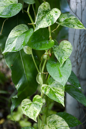 Epipremnum aureum plants in nature gardenの写真素材