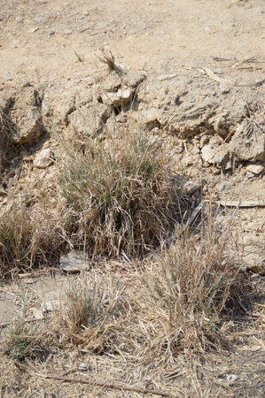 dry grass on the groundの写真素材