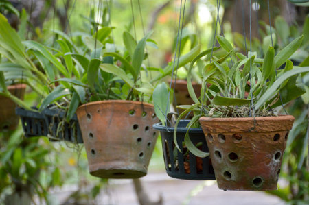 plants on wooden pot in gardenの写真素材