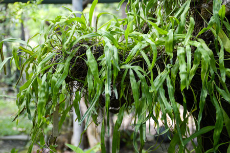 fresh green fern in nature gardenの写真素材