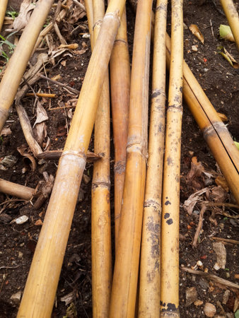 dry bamboo pole on the groundの写真素材