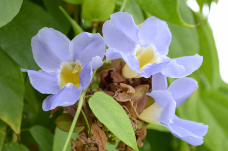 Thunbergia laurifolia flower in nature gardenの写真素材