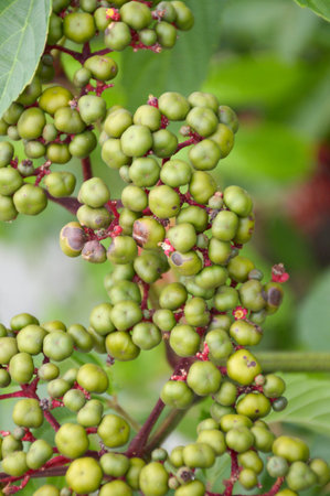 close up seeds ivy plant in nature gardenの写真素材