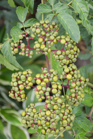 close up seeds ivy plant in nature gardenの写真素材