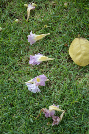 Tabebuia rosea flower on green grassの写真素材