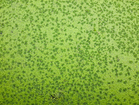 green duckweed texture