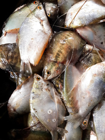 Gourami fishの写真素材