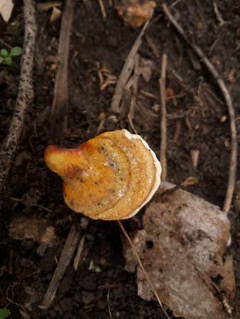 mushroom in nature garden