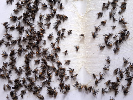 fly on trapの写真素材