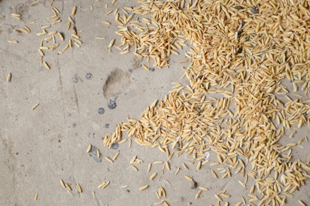 dry paddy on cement floorの写真素材