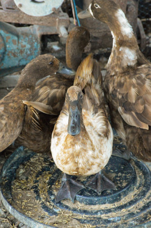 duck in country farmの写真素材