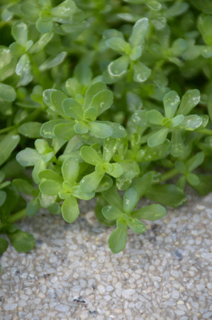 fresh green Bacopa monnieri plants in nature gardenの写真素材
