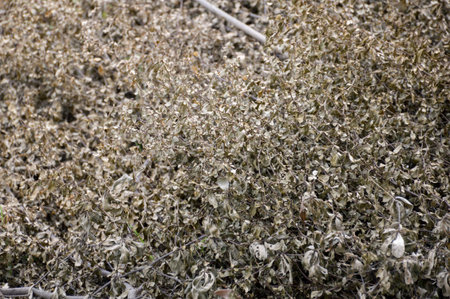 dry Terminalia ivorensis plants in nature gardenの写真素材