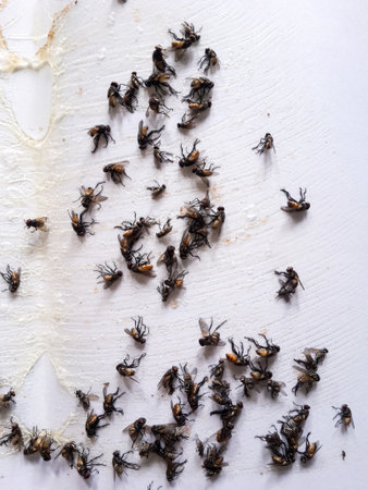 fly on trapの写真素材